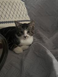 Lost Male Cat last seen Lisa Ln, Monroe, NY 10950