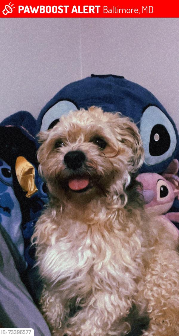 Lost Male Dog last seen Eugene ave, Baltimore, MD 21214