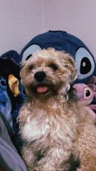 Lost Male Dog last seen Eugene ave, Baltimore, MD 21214