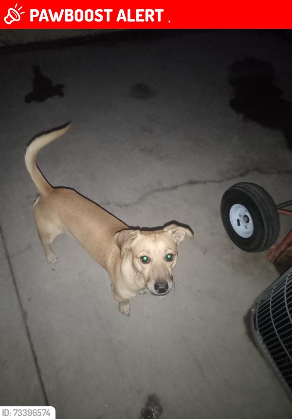Lost Male Dog last seen Sandy Beach lake Mead, Willow Beach, AZ 86445