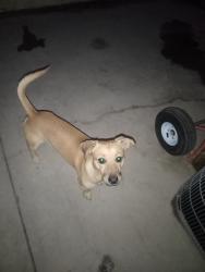 Lost Male Dog last seen Sandy Beach lake Mead, Willow Beach, AZ 86445