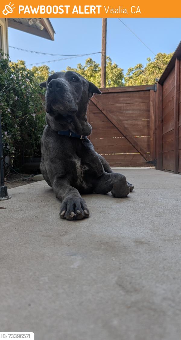 Found/Stray Female Dog last seen Avenue 304 near the canal, Visalia, CA 93292