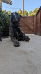 Found/Stray Female Dog last seen Avenue 304 near the canal, Visalia, CA 93292