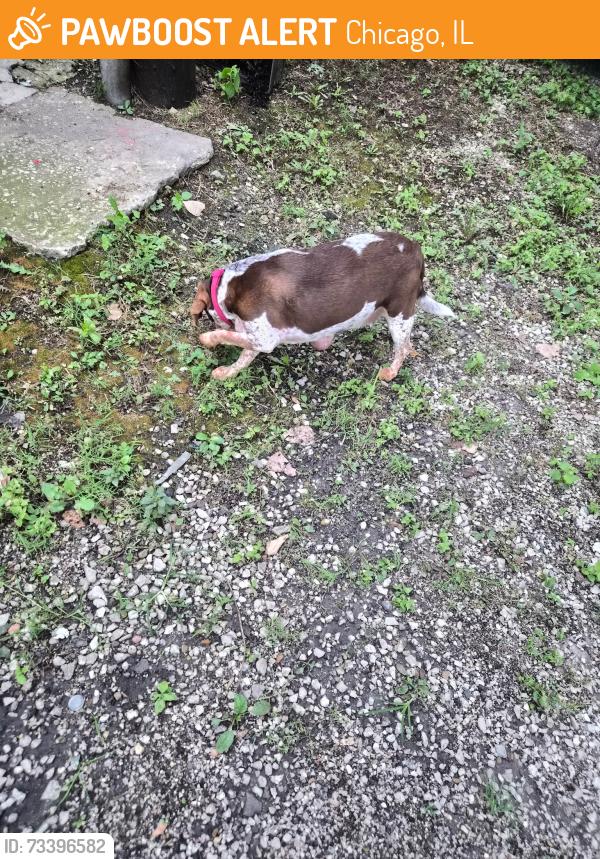 Found/Stray Unknown Dog last seen 21st Street & Leavitt, Chicago, IL 60608