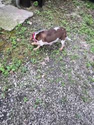 Found/Stray Unknown Dog last seen 21st Street & Leavitt, Chicago, IL 60608