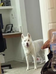 Lost Female Dog last seen Rosemeade s, Carrollton, TX 75007