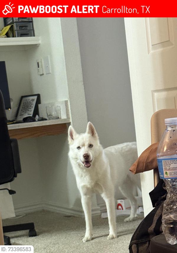 Lost Female Dog last seen Rosemeade s, Carrollton, TX 75007