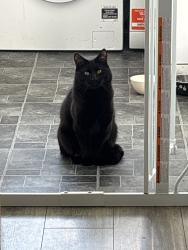 Lost Male Cat last seen Nanpean, Nanpean, England PL26 7YD