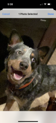 Lost Male Dog last seen Near oakwood rd Gladewater tx75647, Gladewater, TX 75647