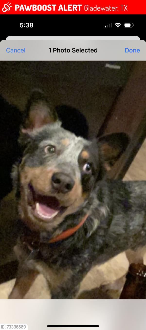 Lost Male Dog last seen Near oakwood rd Gladewater tx75647, Gladewater, TX 75647