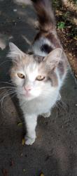 Found/Stray Female Cat last seen Knotts st, Bakersfield, CA 93305