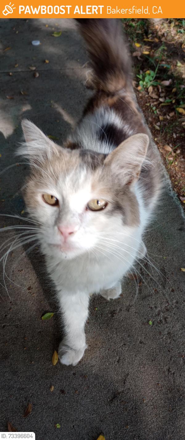 Found/Stray Female Cat last seen Knotts st, Bakersfield, CA 93305