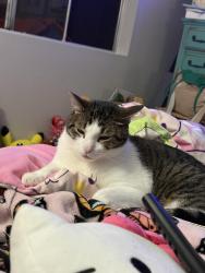 Lost Male Cat last seen Vista way, Carlsbad, CA 92008