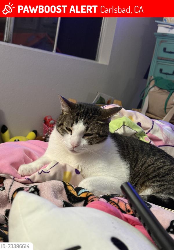 Lost Male Cat last seen Vista way, Carlsbad, CA 92008