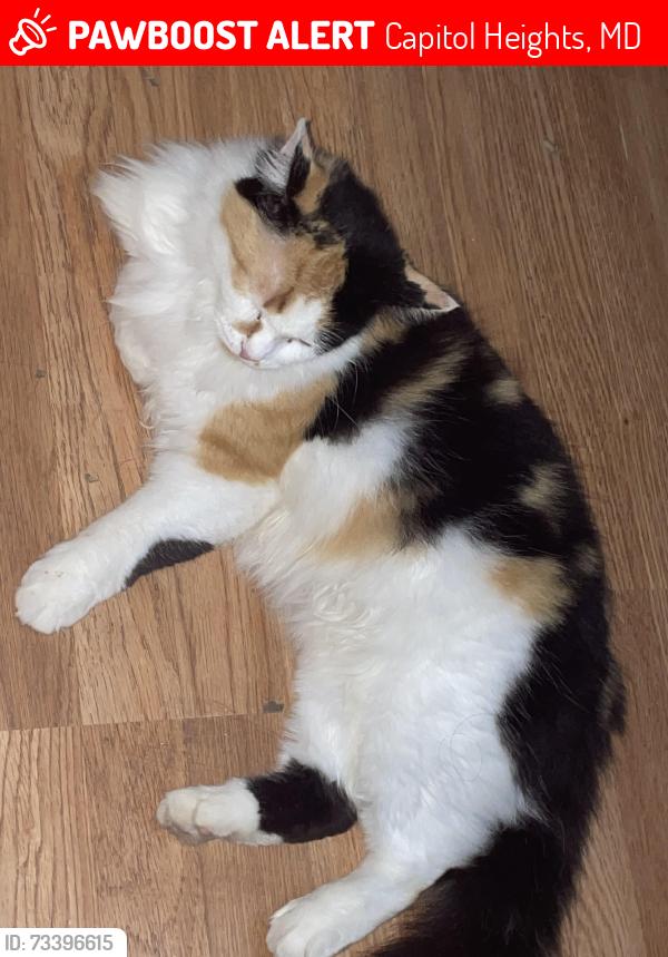 Lost Female Cat last seen Curled oaks, Capitol Heights, MD 20743