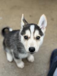 Lost Male Dog last seen Se perdió afuera de la casa sobre la Alessandro, Moreno Valley, CA 92553
