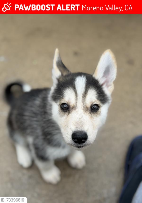 Lost Male Dog last seen Se perdió afuera de la casa sobre la Alessandro, Moreno Valley, CA 92553
