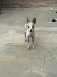 Reunited Unknown Dog last seen Brunache St & Richeon St, Downey, CA 90242