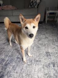 Found/Stray Female Dog last seen Carleen Av near Dorian, Port Charlotte, FL 33948