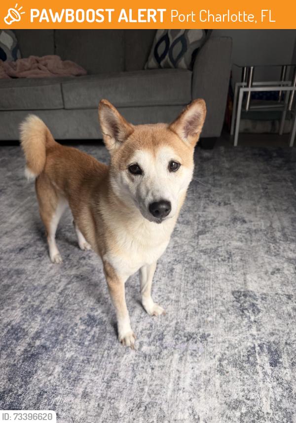 Found/Stray Female Dog last seen Carleen Av near Dorian, Port Charlotte, FL 33948