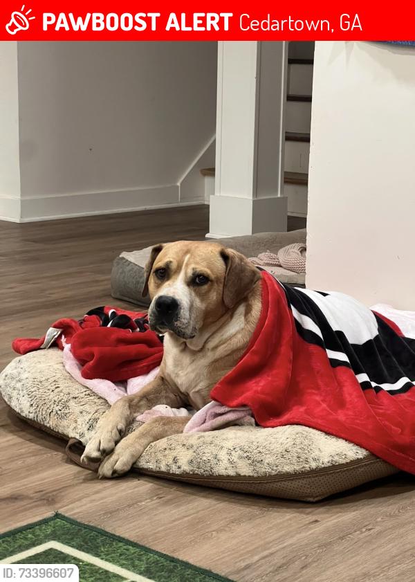 Lost Male Dog last seen Buchanan Highway, Cedartown, GA 30125