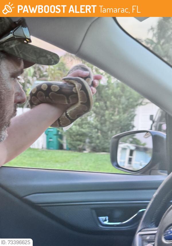 Found/Stray Unknown Reptile last seen Tamarac, Tamarac, FL 33068
