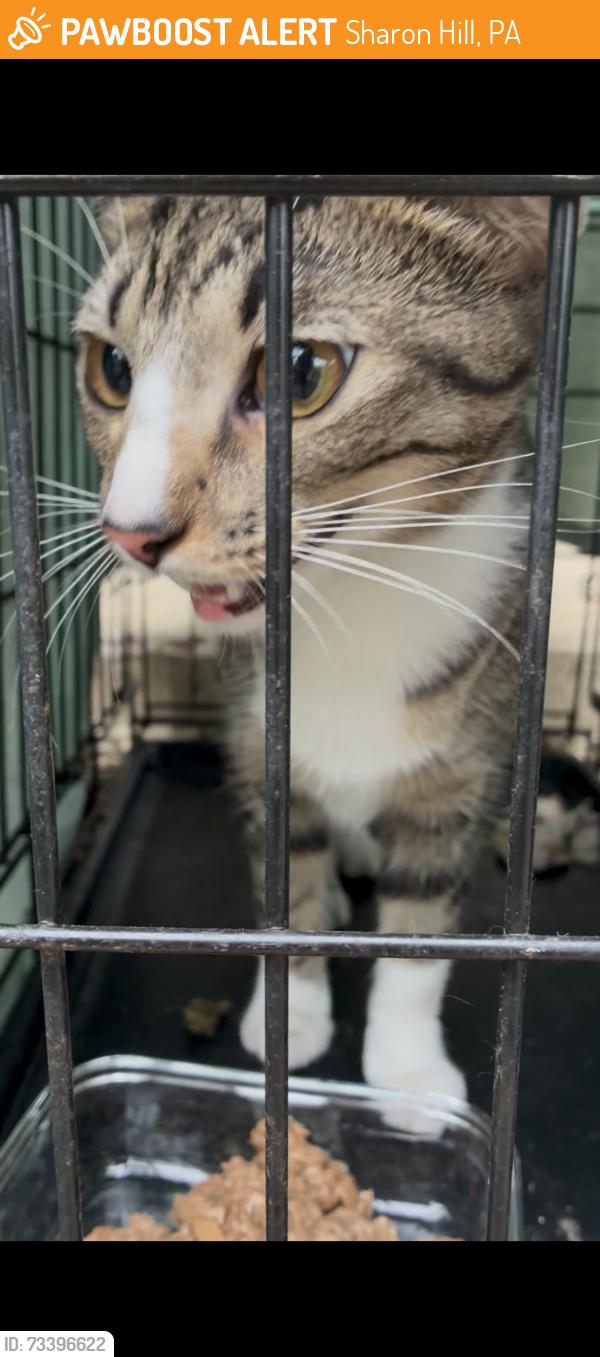 Found/Stray Female Cat last seen Chester Pk & Brainerd Blvd, Sharon Hill, PA 19079