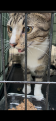 Found/Stray Female Cat last seen Chester Pk & Brainerd Blvd, Sharon Hill, PA 19079