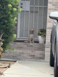 Reunited Unknown Dog last seen Horton Ave . & Brunache St., Downey, CA 90242