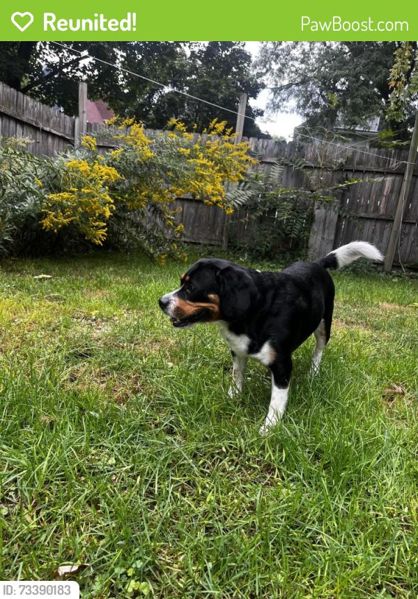 Reunited Male Dog last seen Augusta and Laramie, Chicago, IL 60651