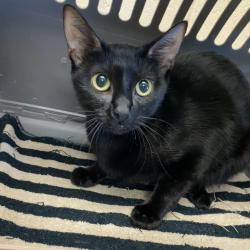 Shelter Stray Female Cat last seen , 2350 Appling City Cove, Memphis, TN 38133, USA