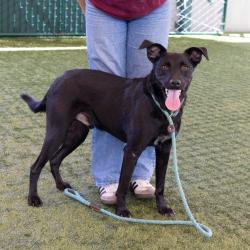 Shelter Stray Male Dog last seen , 361 S Raymond Ave, Pasadena, CA 91105, USA