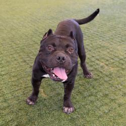 Shelter Stray Male Dog last seen , 361 S Raymond Ave, Pasadena, CA 91105, USA