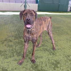 Shelter Stray Male Dog last seen , 361 S Raymond Ave, Pasadena, CA 91105, USA