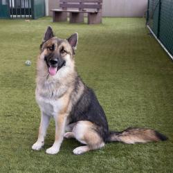 Shelter Stray Male Dog last seen , 361 S Raymond Ave, Pasadena, CA 91105, USA