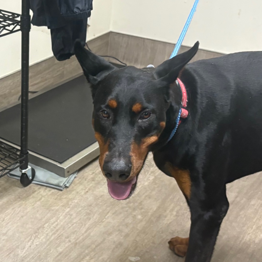 Shelter Stray Male Dog last seen , 361 S Raymond Ave, Pasadena, CA 91105, USA