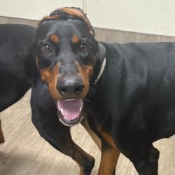 Shelter Stray Male Dog last seen , 361 S Raymond Ave, Pasadena, CA 91105, USA