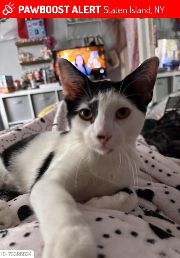 Lost Male Cat last seen lexington ave & sharret pl, Staten Island, NY 10302