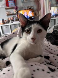 Lost Male Cat last seen lexington ave & sharret pl, Staten Island, NY 10302