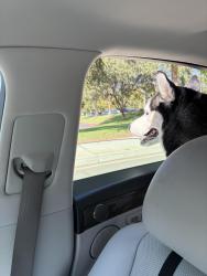 Reunited Male Dog last seen VA hosp Loma Linda, Loma Linda, CA 92354