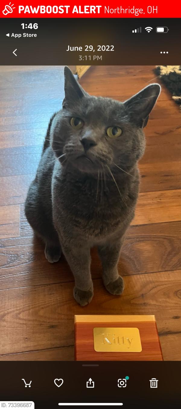 Lost Male Cat last seen Ridgewood rd east, Northridge, OH 45503