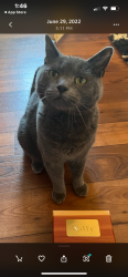 Lost Male Cat last seen Ridgewood rd east, Northridge, OH 45503
