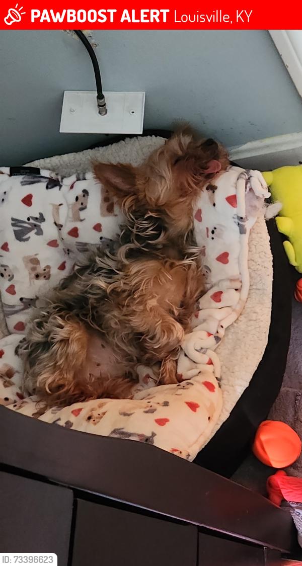 Lost Male Dog last seen On Maryview, PRP, Across from Holy Cross, Louisville, KY 40216