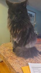 Lost Male Cat last seen Cooper Rd, Glocester, RI 02814