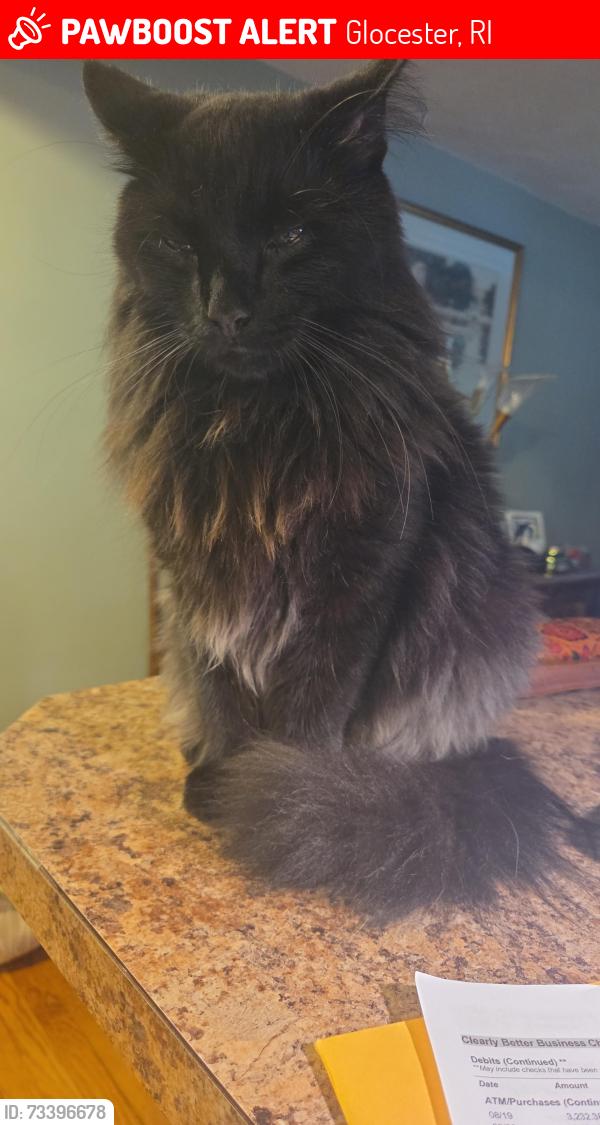 Lost Male Cat last seen Cooper Rd, Glocester, RI 02814