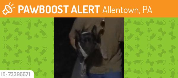 Found/Stray Female Dog last seen Alton Ave, Allentown, PA 18103