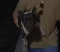 Found/Stray Female Dog last seen Alton Ave, Allentown, PA 18103
