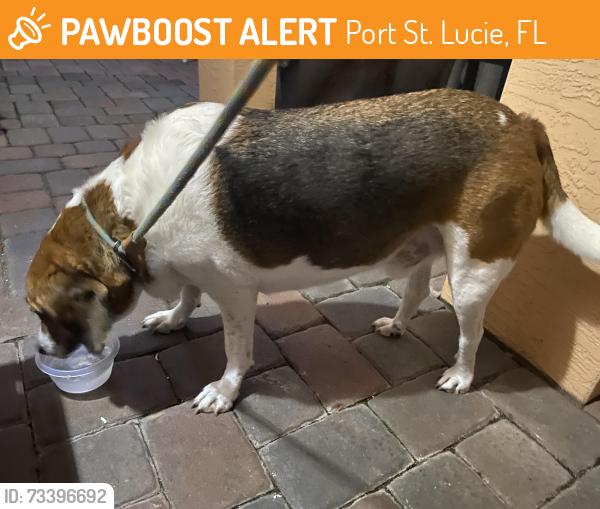 Found/Stray Male Dog last seen Korona Dr and Grand in East Lake Villiage, Port St. Lucie, FL 34952
