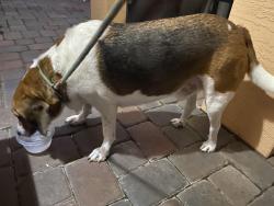 Found/Stray Male Dog last seen Korona Dr and Grand in East Lake Villiage, Port St. Lucie, FL 34952