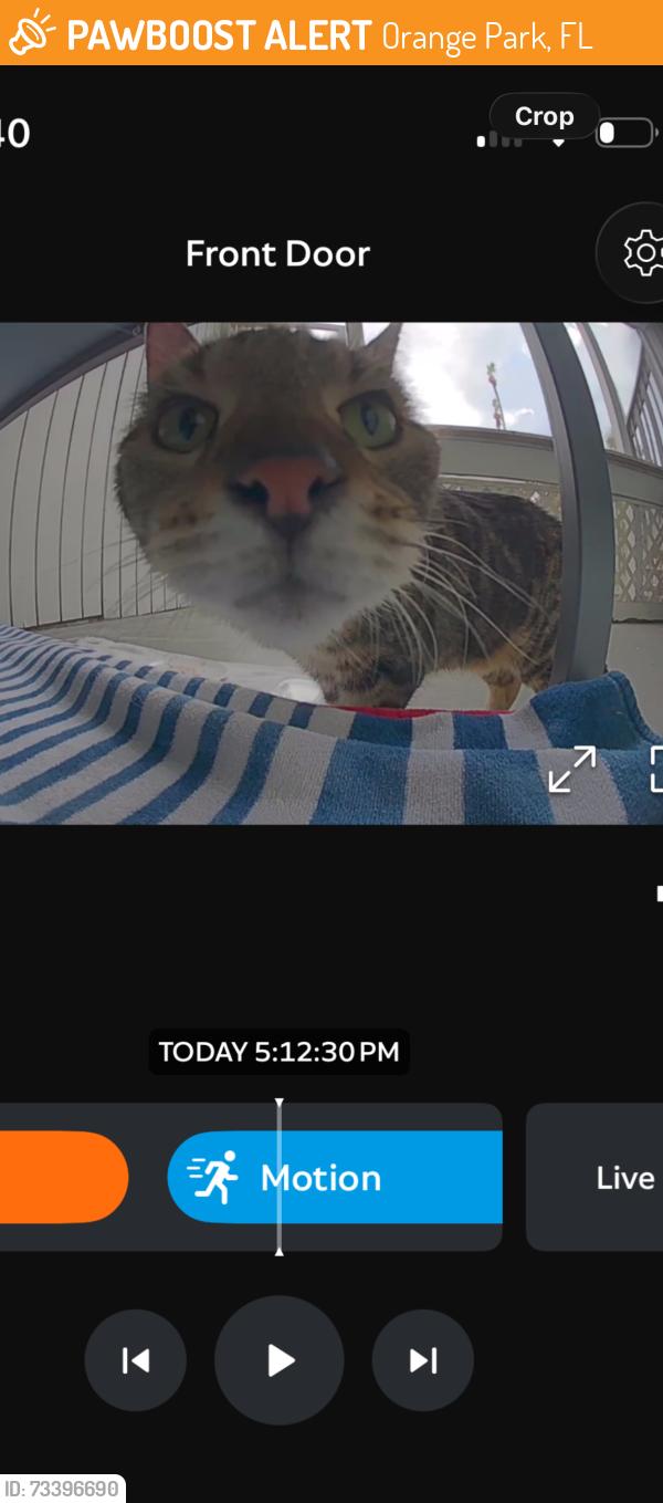 Found/Stray Unknown Cat last seen Across from BestBet Orange Park in apmt complex, Orange Park, FL 32073